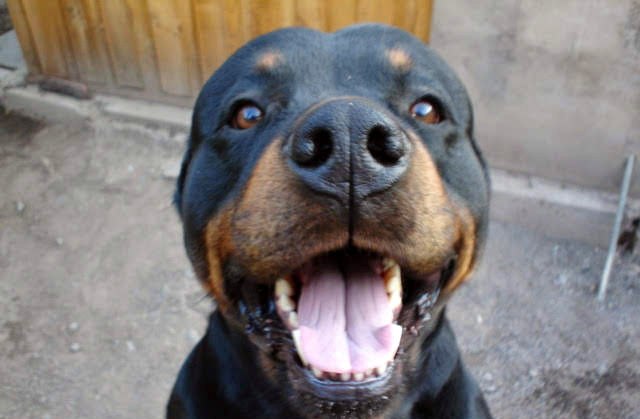 Apache, rottweiler y gran regalón de la Dra. Vanesa