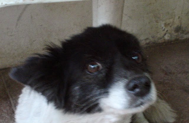 Chocho, pequeño perro de Mami Nena y aventurero del barrio