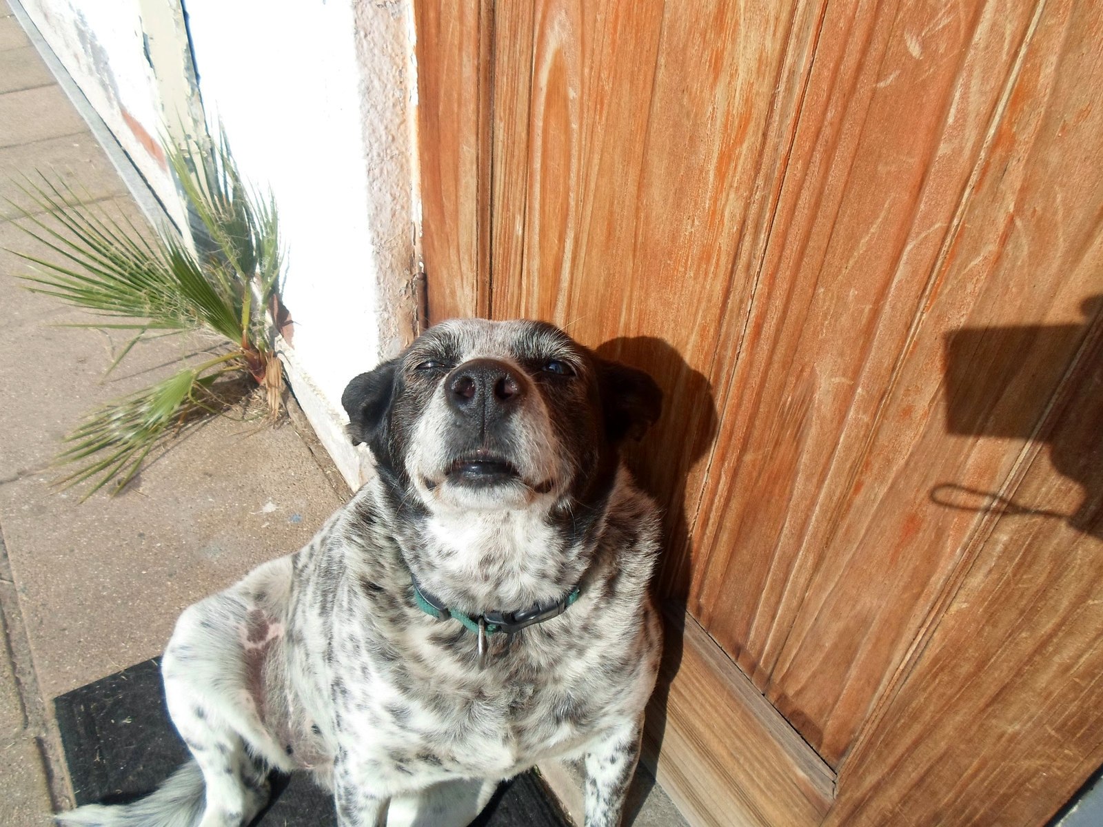 Mimi Sara Wander, perrita aventurera del Cajón del Maipo