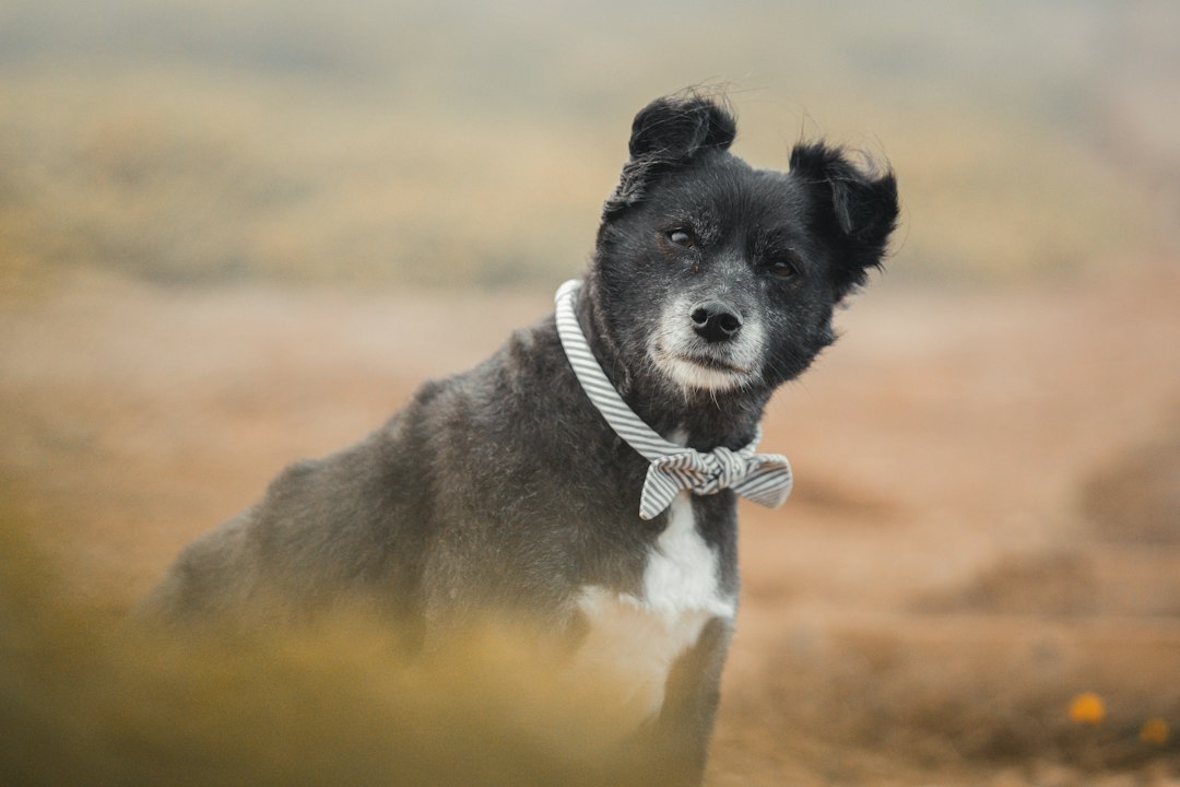 Perro senior representando bienestar y calidad de vida en la vejez