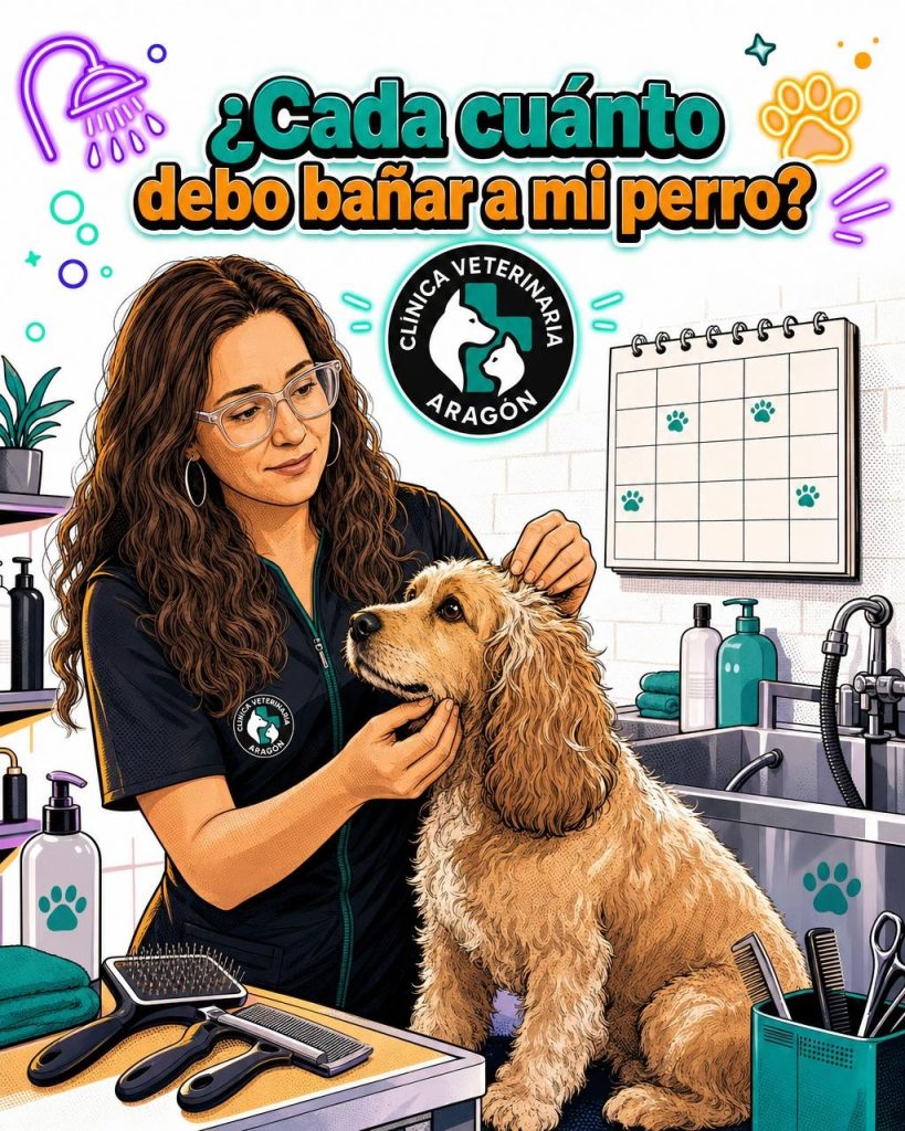 ¿Cada cuánto debo bañar a mi perro? Guía veterinaria para hacerlo bien
